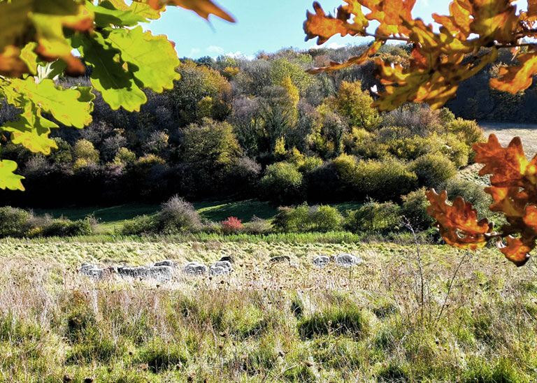 Grazing sheep