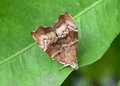Choreutis pariana. Click to enlarge.