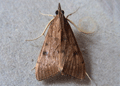 Uresiphita gilvata. Click to enlarge.