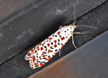 Crimson Speckled. Click to enlarge.