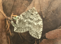 Autumnal Moth. Click to enlarge.