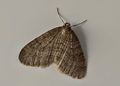 Winter Moth. Click to enlarge.