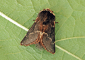 December Moth. Click to enlarge.