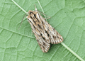 Sprawler. Click to enlarge.
