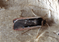 Radford's Flame Shoulder. Click to enlarge.
