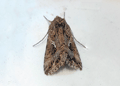 Ni Moth. Click to enlarge.