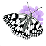 (c) Upperthames-butterflies.org.uk