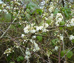 Blackthorn by Tony Gillie