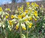 Cowslips by Wendy Wilson