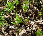 Dogs Mercury by Tony Gillie