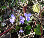 Dog-violet by Tony Gillie