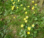Lesser Celandine by Tony Gillie